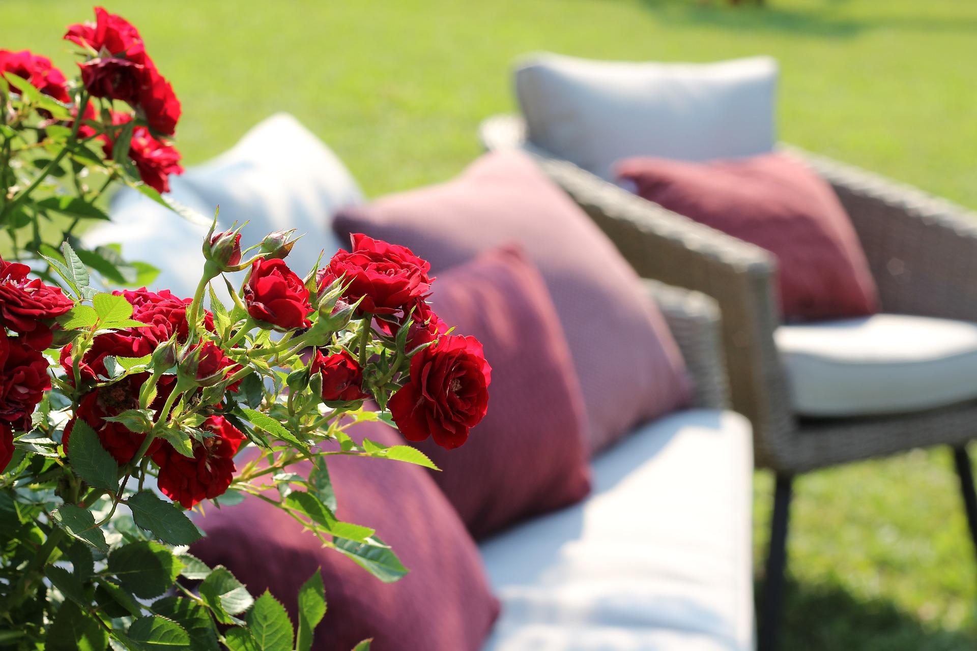 red-roses-3436840_1920